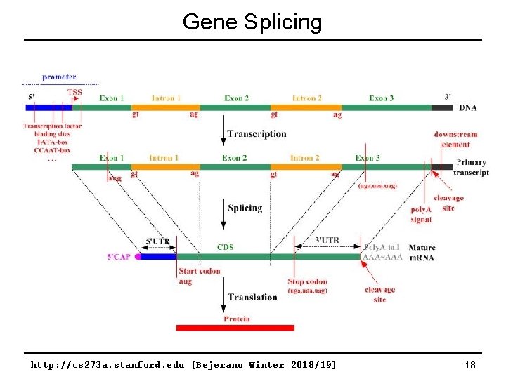 Gene Splicing http: //cs 273 a. stanford. edu [Bejerano Winter 2018/19] 18 