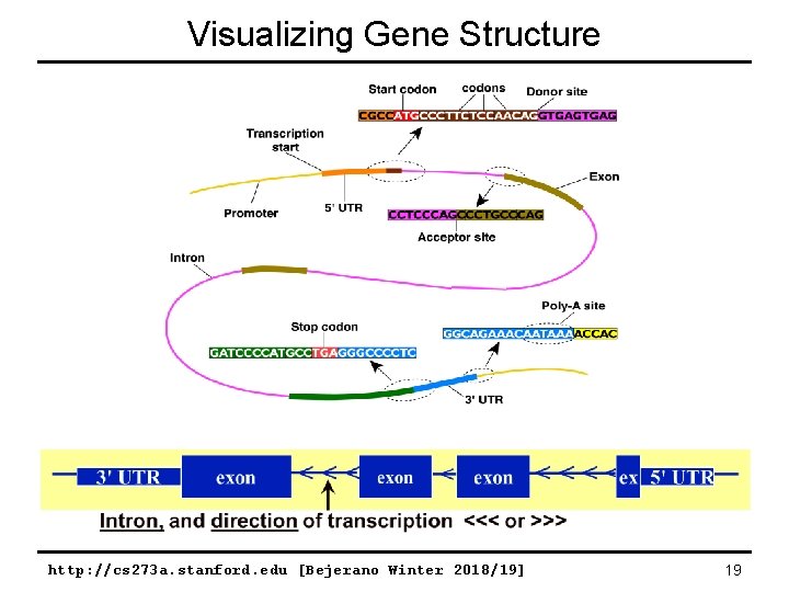 Visualizing Gene Structure http: //cs 273 a. stanford. edu [Bejerano Winter 2018/19] 19 