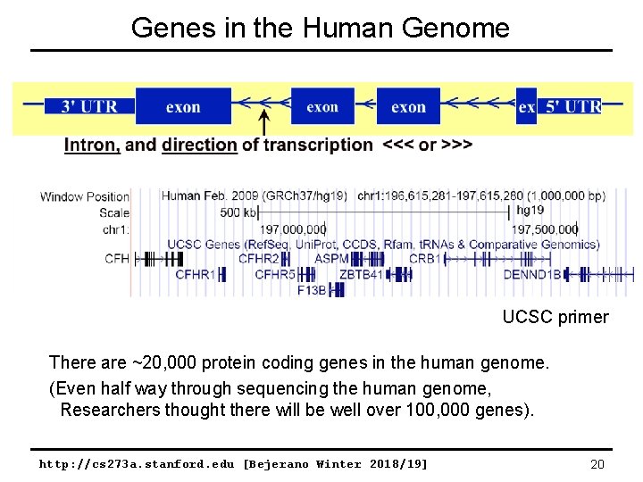 Genes in the Human Genome UCSC primer There are ~20, 000 protein coding genes