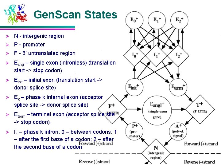 Gen. Scan States Ø N - intergenic region Ø P - promoter Ø F