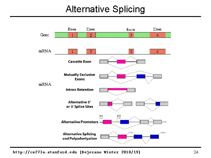 Alternative Splicing http: //cs 273 a. stanford. edu [Bejerano Winter 2018/19] 24 