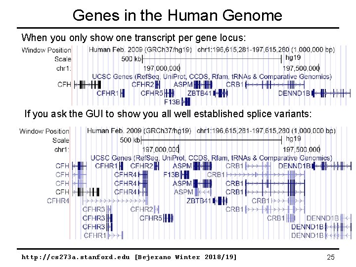 Genes in the Human Genome When you only show one transcript per gene locus: