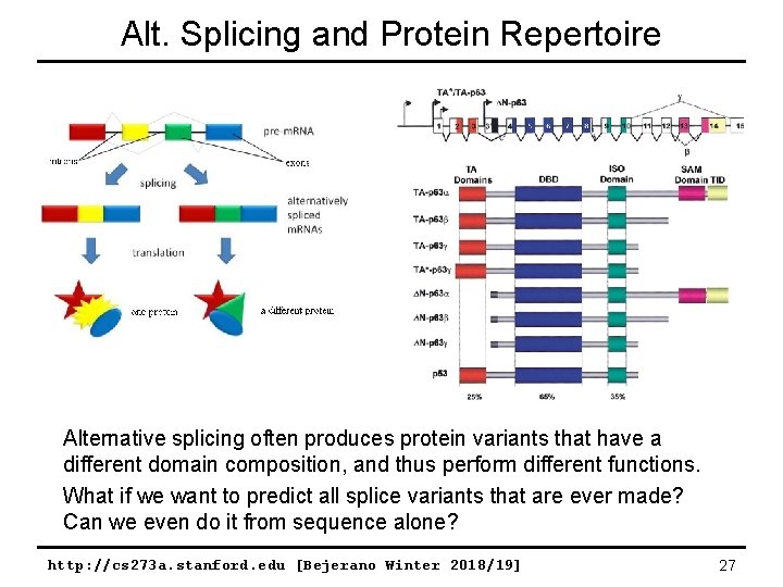 Alt. Splicing and Protein Repertoire Alternative splicing often produces protein variants that have a