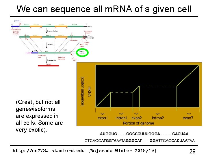 We can sequence all m. RNA of a given cell (Great, but not all