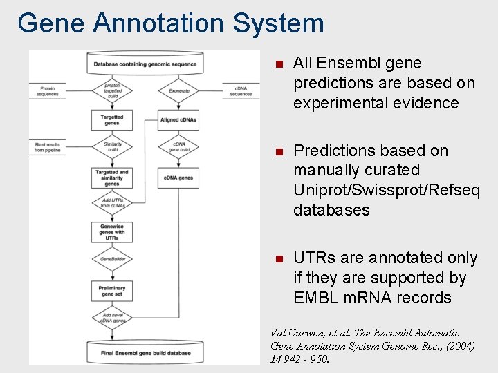 Gene Annotation System n All Ensembl gene predictions are based on experimental evidence n