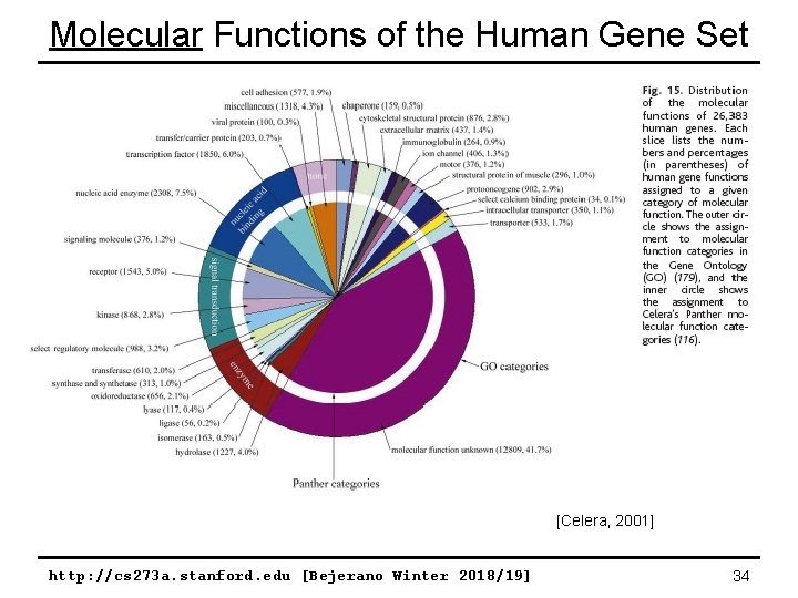 Molecular Functions of the Human Gene Set [Celera, 2001] http: //cs 273 a. stanford.