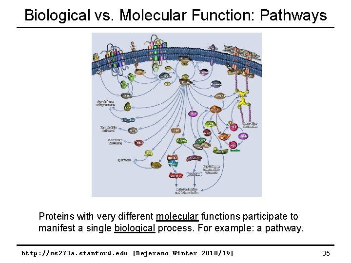 Biological vs. Molecular Function: Pathways Proteins with very different molecular functions participate to manifest