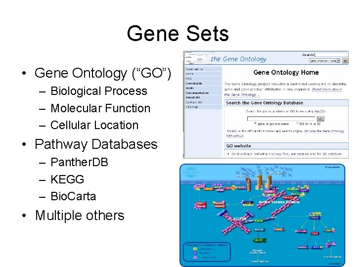Gene Sets • Gene Ontology (“GO”) – Biological Process – Molecular Function – Cellular
