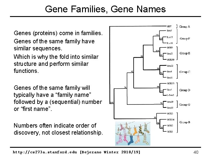 Gene Families, Gene Names Genes (proteins) come in families. Genes of the same family