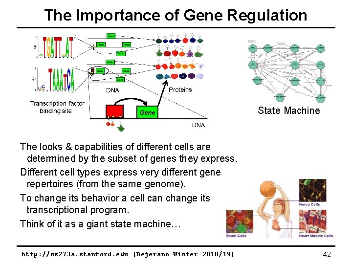 The Importance of Gene Regulation State Machine The looks & capabilities of different cells