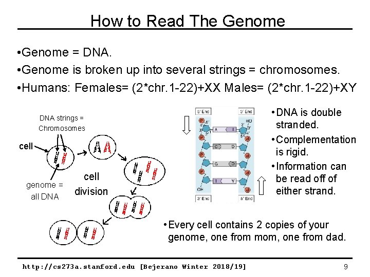 How to Read The Genome • Genome = DNA. • Genome is broken up