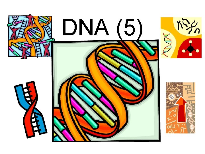 DNA (5) 