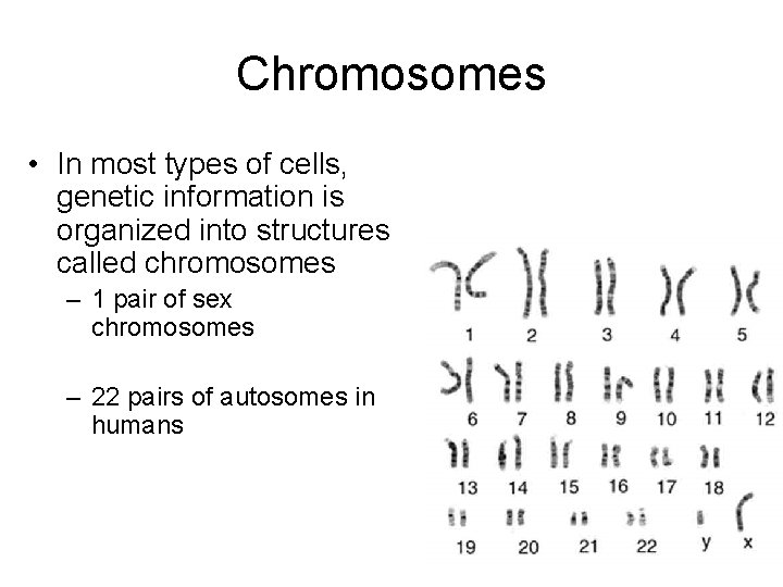 Chromosomes • In most types of cells, genetic information is organized into structures called