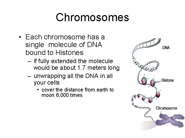 Chromosomes • Each chromosome has a single molecule of DNA bound to Histones –