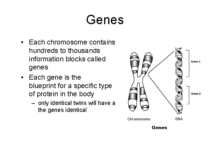 Genes • Each chromosome contains hundreds to thousands information blocks called genes • Each