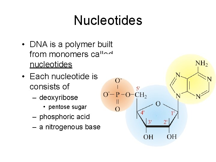 Nucleotides • DNA is a polymer built from monomers called nucleotides • Each nucleotide