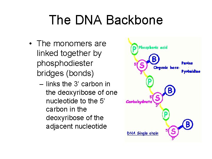 The DNA Backbone • The monomers are linked together by phosphodiester bridges (bonds) –