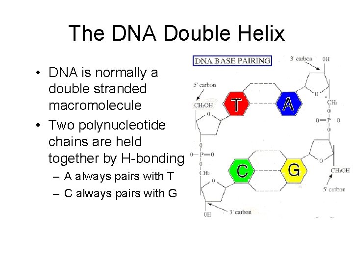 The DNA Double Helix • DNA is normally a double stranded macromolecule • Two