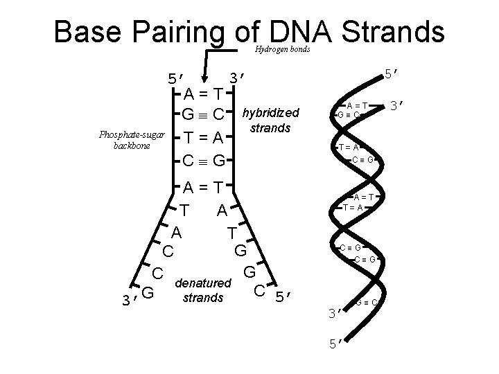 Base Pairing of DNA Strands Hydrogen bonds 3’ 5’ A=T G C hybridized strands