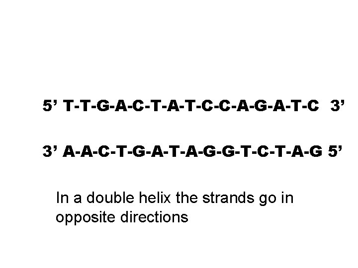 5’ T-T-G-A-C-T-A-T-C-C-A-G-A-T-C 3’ 3’ A-A-C-T-G-A-T-A-G-G-T-C-T-A-G 5’ In a double helix the strands go in