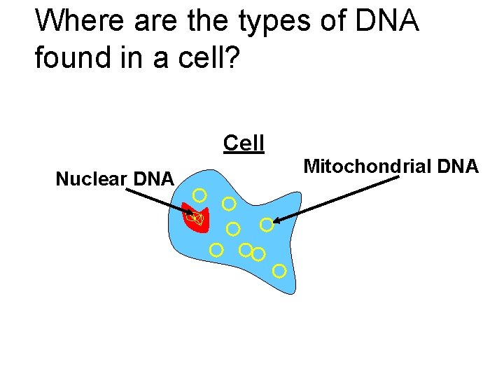 Where are the types of DNA found in a cell? Cell Nuclear DNA Mitochondrial