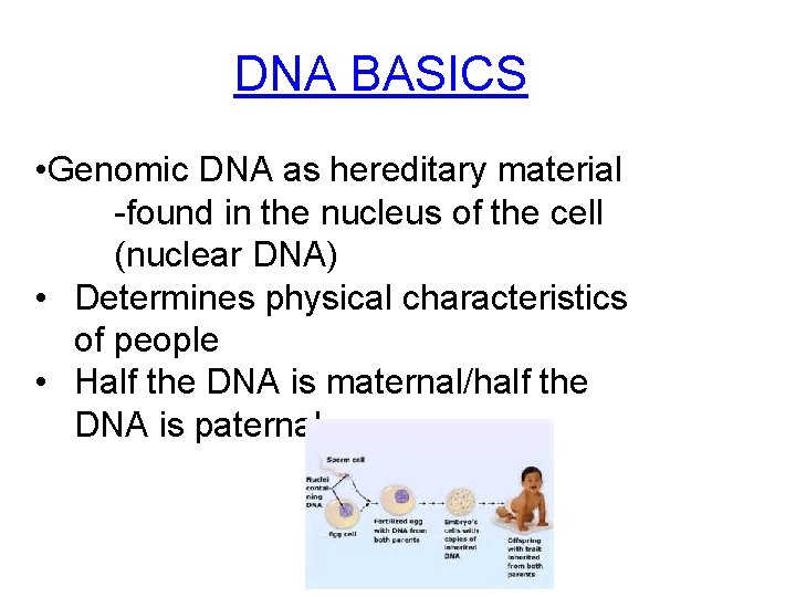 DNA BASICS • Genomic DNA as hereditary material -found in the nucleus of the
