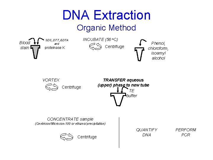 DNA Extraction Organic Method Blood stain INCUBATE (56 o. C) SDS, DTT, EDTA and