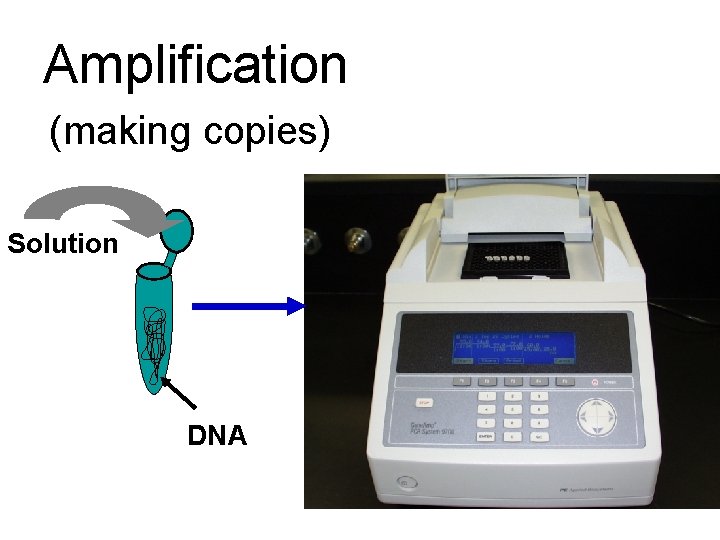 Amplification (making copies) Solution DNA 