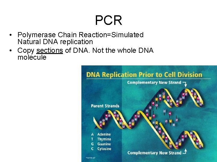 PCR • Polymerase Chain Reaction=Simulated Natural DNA replication • Copy sections of DNA. Not