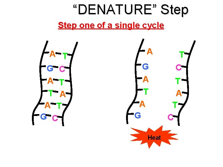 “DENATURE” Step one of a single cycle A T G C A T T