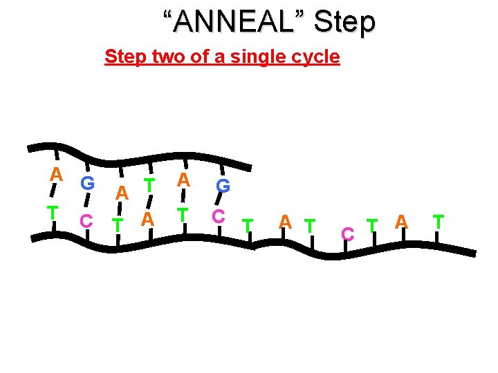 “ANNEAL” Step two of a single cycle A G T T C T A