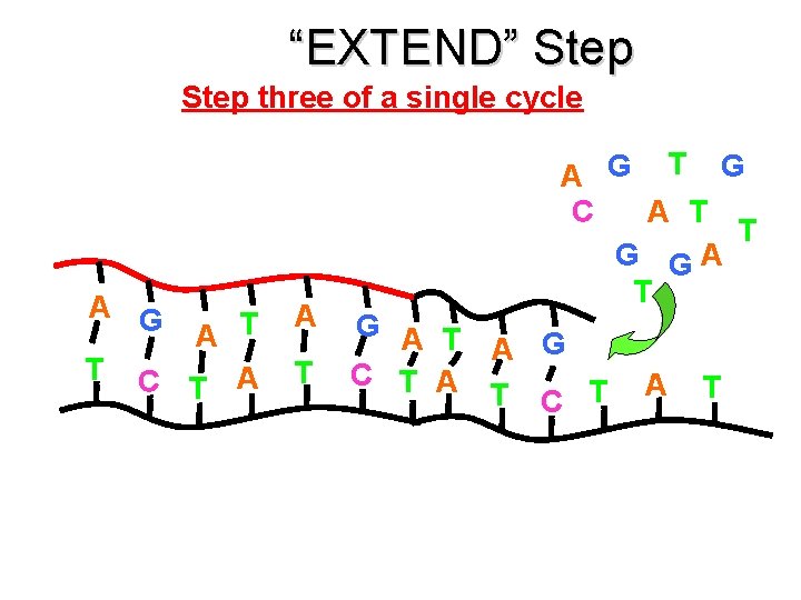 “EXTEND” Step three of a single cycle A G A T T A T