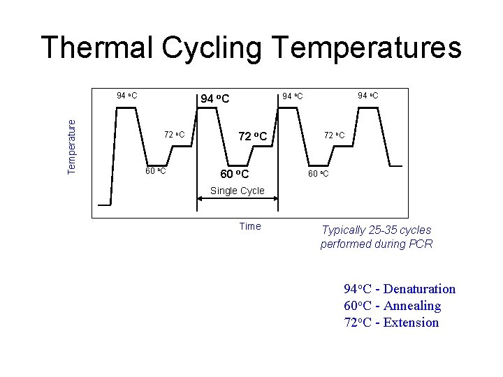 Thermal Cycling Temperatures Temperature 94 o. C 72 o. C 60 o. C Single