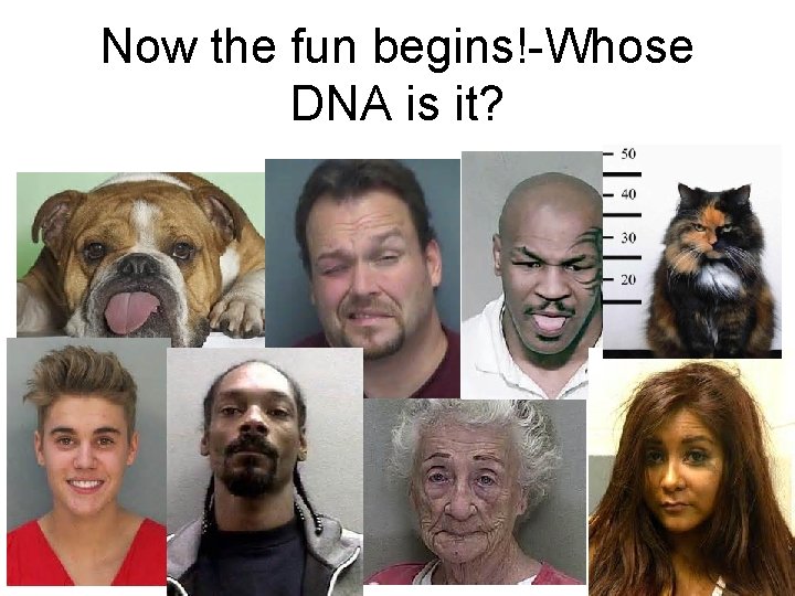 Now the fun begins!-Whose DNA is it? 