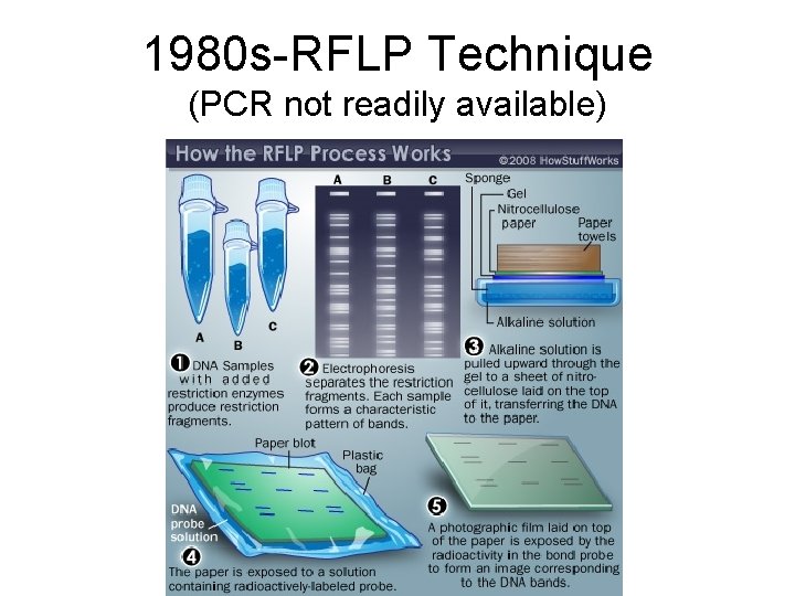 1980 s-RFLP Technique (PCR not readily available) 