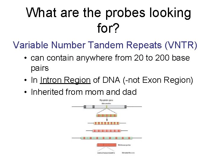 What are the probes looking for? Variable Number Tandem Repeats (VNTR) • can contain
