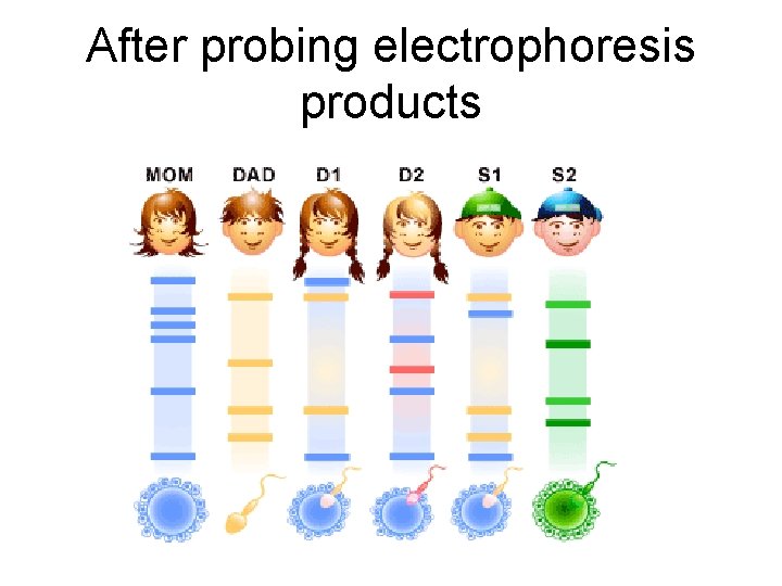 After probing electrophoresis products 