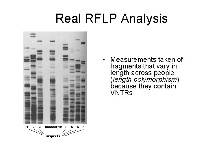 Real RFLP Analysis • Measurements taken of fragments that vary in length across people
