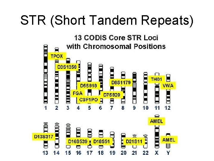 STR (Short Tandem Repeats) 