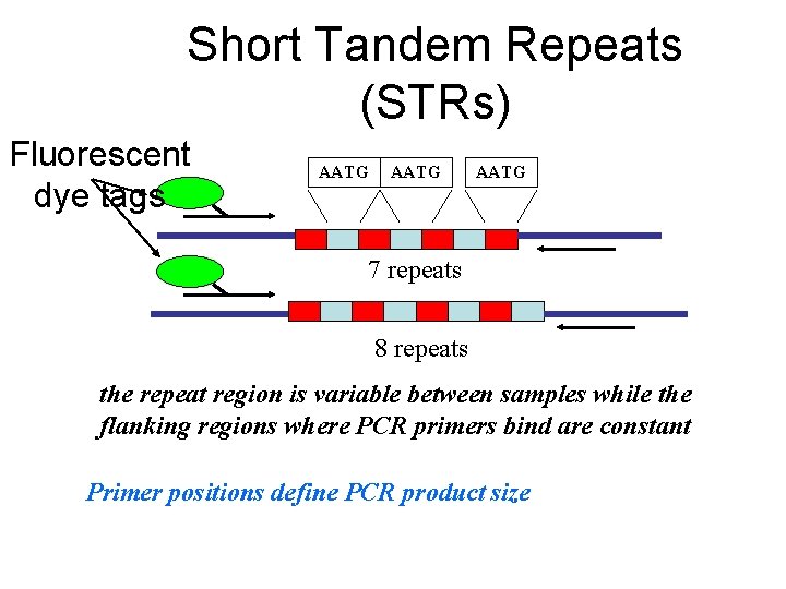 Short Tandem Repeats (STRs) Fluorescent dye tags AATG 7 repeats 8 repeats the repeat