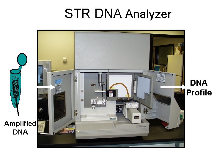 STR DNA Analyzer DNA Profile Amplified DNA 