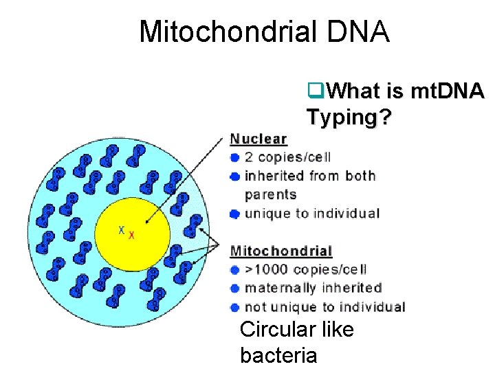 Mitochondrial DNA q. What is mt. DNA Typing? Circular like bacteria 