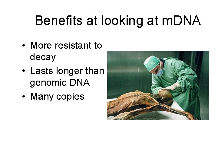 Benefits at looking at m. DNA • More resistant to decay • Lasts longer