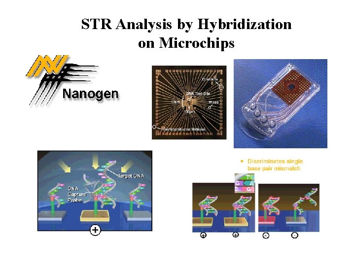 STR Analysis by Hybridization on Microchips 