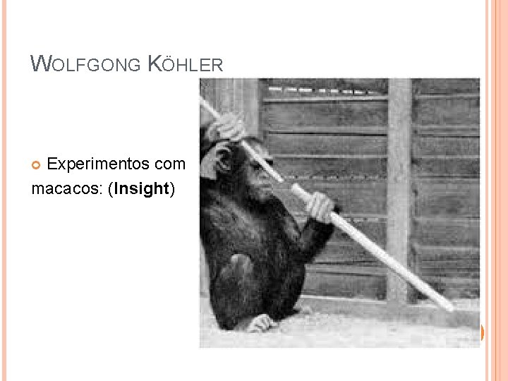 WOLFGONG KÖHLER Experimentos com macacos: (Insight) 