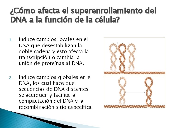 ¿Cómo afecta el superenrollamiento del DNA a la función de la célula? 1. Induce