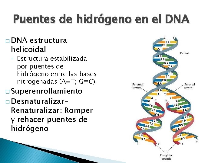 Puentes de hidrógeno en el DNA � DNA estructura helicoidal ◦ Estructura estabilizada por