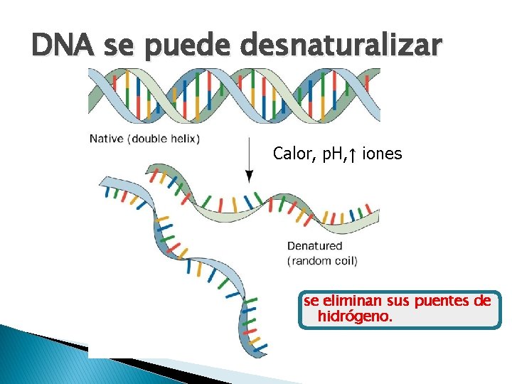 DNA se puede desnaturalizar Calor, p. H, ↑ iones se eliminan sus puentes de