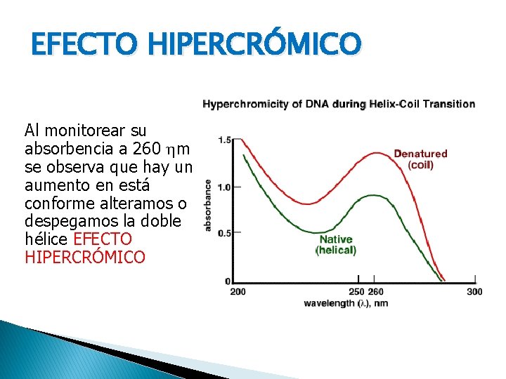 EFECTO HIPERCRÓMICO Al monitorear su absorbencia a 260 m se observa que hay un