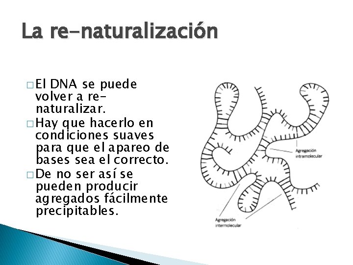 La re-naturalización � El DNA se puede volver a renaturalizar. � Hay que hacerlo